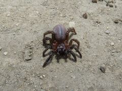 Calathotarsus simoni