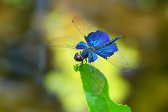 Rhyothemis triangularis