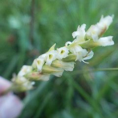 Spiranthes × stellata