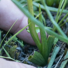 Spiranthes × stellata