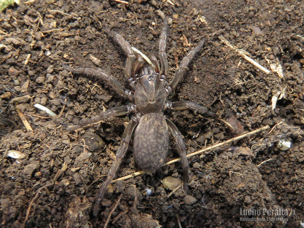 Acanthogonatus centralis
