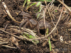 Acanthogonatus centralis