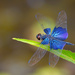 Asian Sapphire Flutterer - Photo (c) Alex Shen, some rights reserved (CC BY-NC), uploaded by Alex Shen