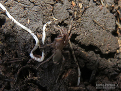 Mecicobothrium thorelli