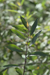 Salix prolixa