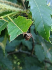 Attelabus