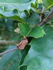 Attelabus