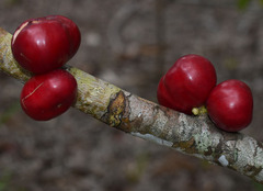 Phaleria clerodendron
