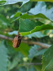 Attelabus