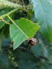 Attelabus