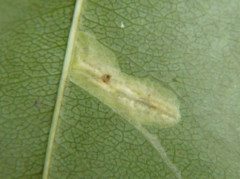 Phyllonorycter crataegella