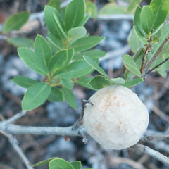 Andricus vacciniifoliae