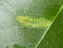 Phyllonorycter crataegella