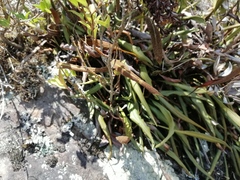 Elaphoglossum gayanum
