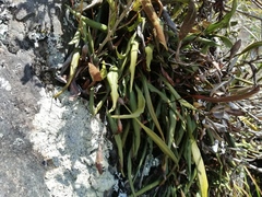 Elaphoglossum gayanum