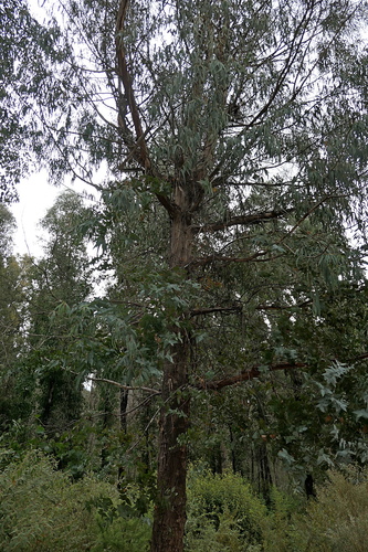 Eucalyptus kartzoffiana