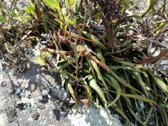 Elaphoglossum gayanum