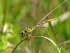 Dromogomphus armatus