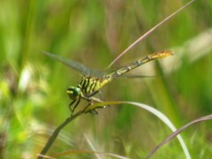 Dromogomphus armatus