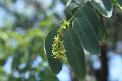 Agonandra racemosa