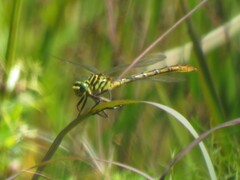 Dromogomphus armatus