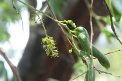 Agonandra racemosa