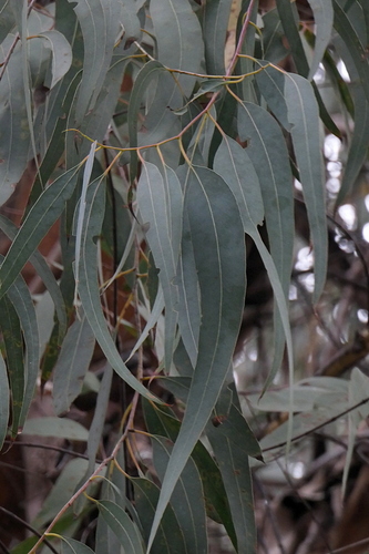 Eucalyptus kartzoffiana, photograph 2