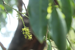 Agonandra racemosa