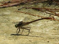 Dromogomphus armatus