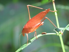Amblycorypha oblongifolia