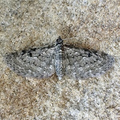 Eupithecia fletcherata