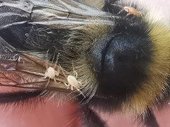 Parasitellus fucorum