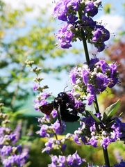 Xylocopa violacea