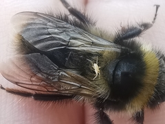 Parasitellus fucorum