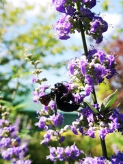 Xylocopa violacea