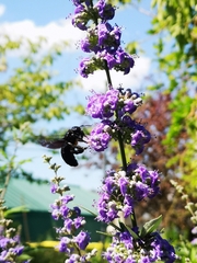 Xylocopa violacea