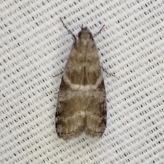 Actrix nyssaecolella