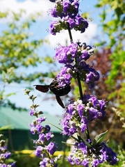 Xylocopa violacea
