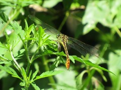Dromogomphus armatus