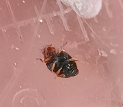 Scymnus rubromaculatus