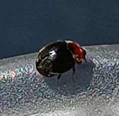 Scymnus rubromaculatus