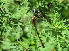 Dromogomphus armatus