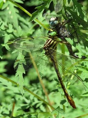 Dromogomphus armatus