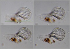 Phacus longicauda tortus