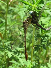 Dromogomphus armatus