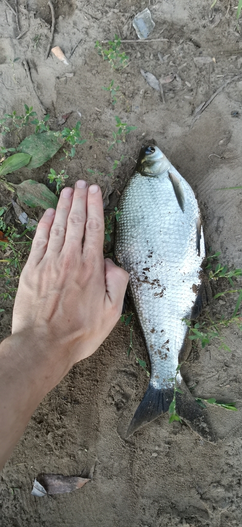 Амурский белый лещ (Тілтістер мен балықтар. Қазақстан) · iNaturalist