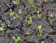 Phylloglossum drummondii