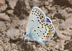 Plebejus fridayi