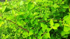 Salpianthus arenarius