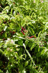 Dianthera secunda